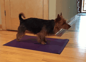 Cute Yoga Dog